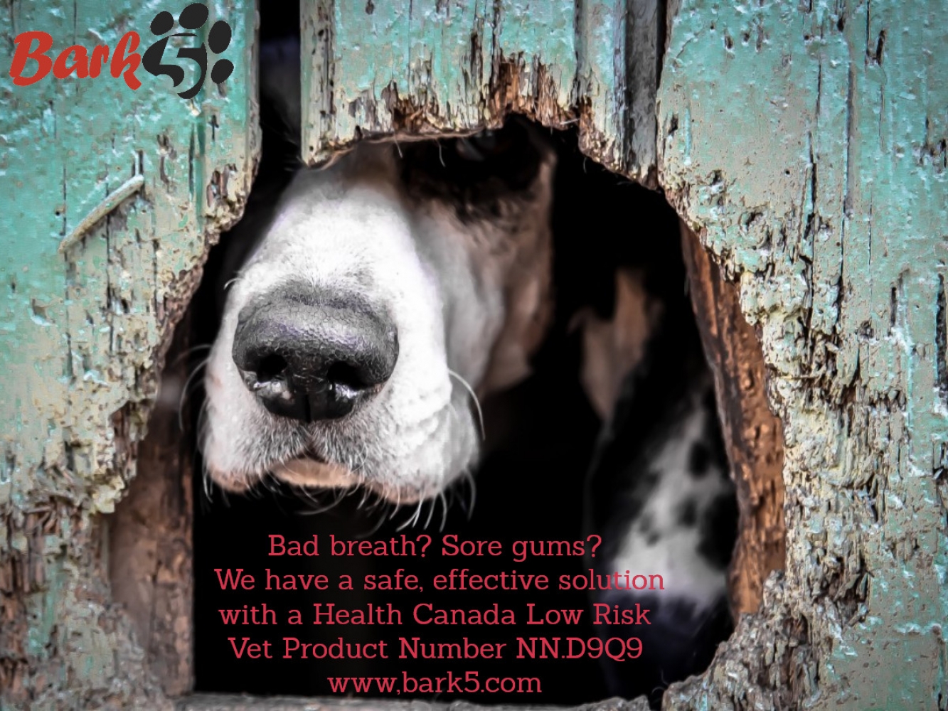 Bark 5 Product Review from Top U.S. Dog Trainer, Tonya Wilhelm