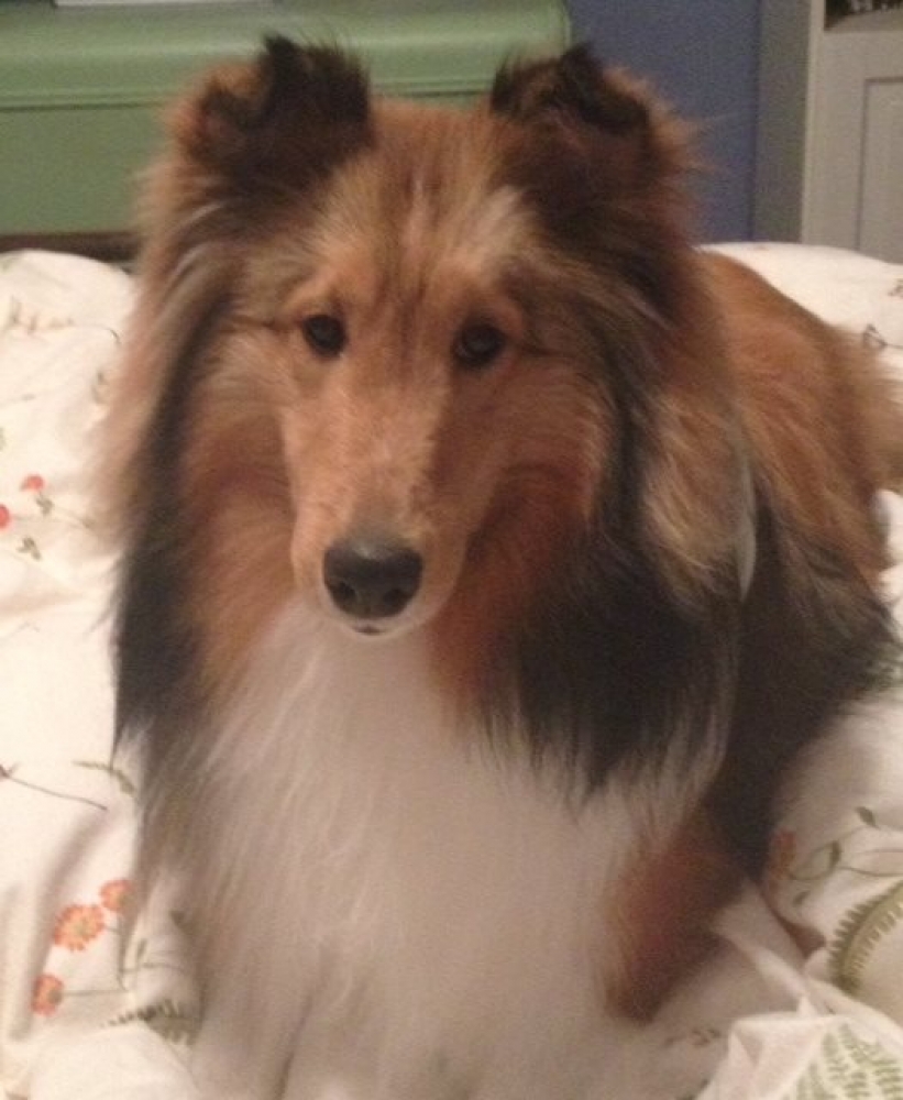 Fraser the Sheltie's Story