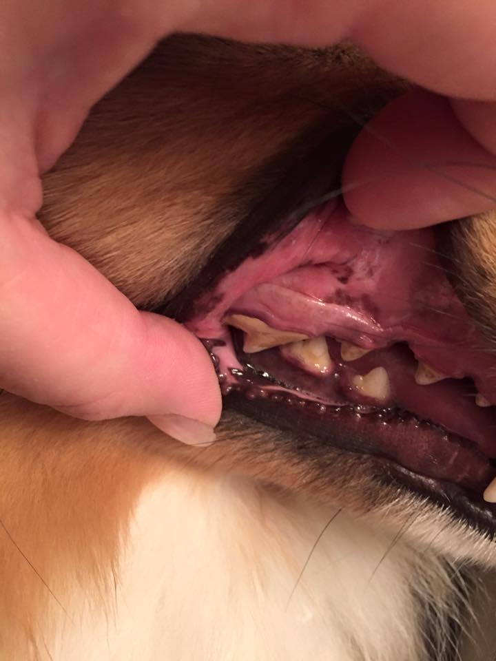 Fraser the Sheltie's Story - Image 1