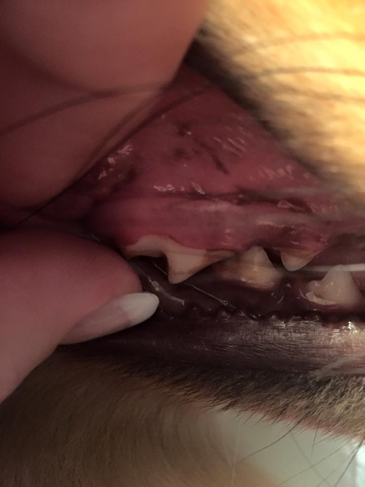 Fraser the Sheltie's Story - Image 3