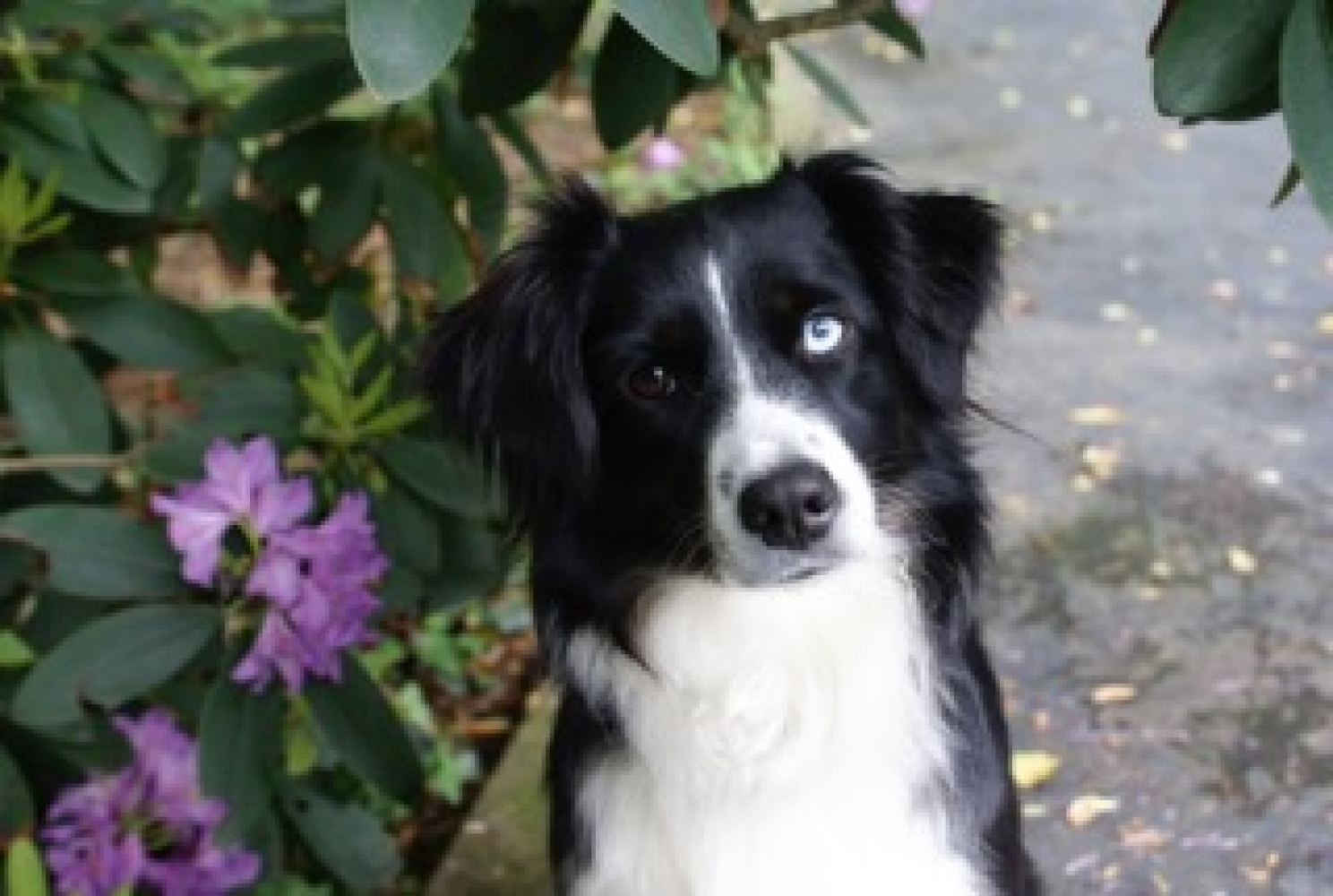 Lorelei the Mini Aussie