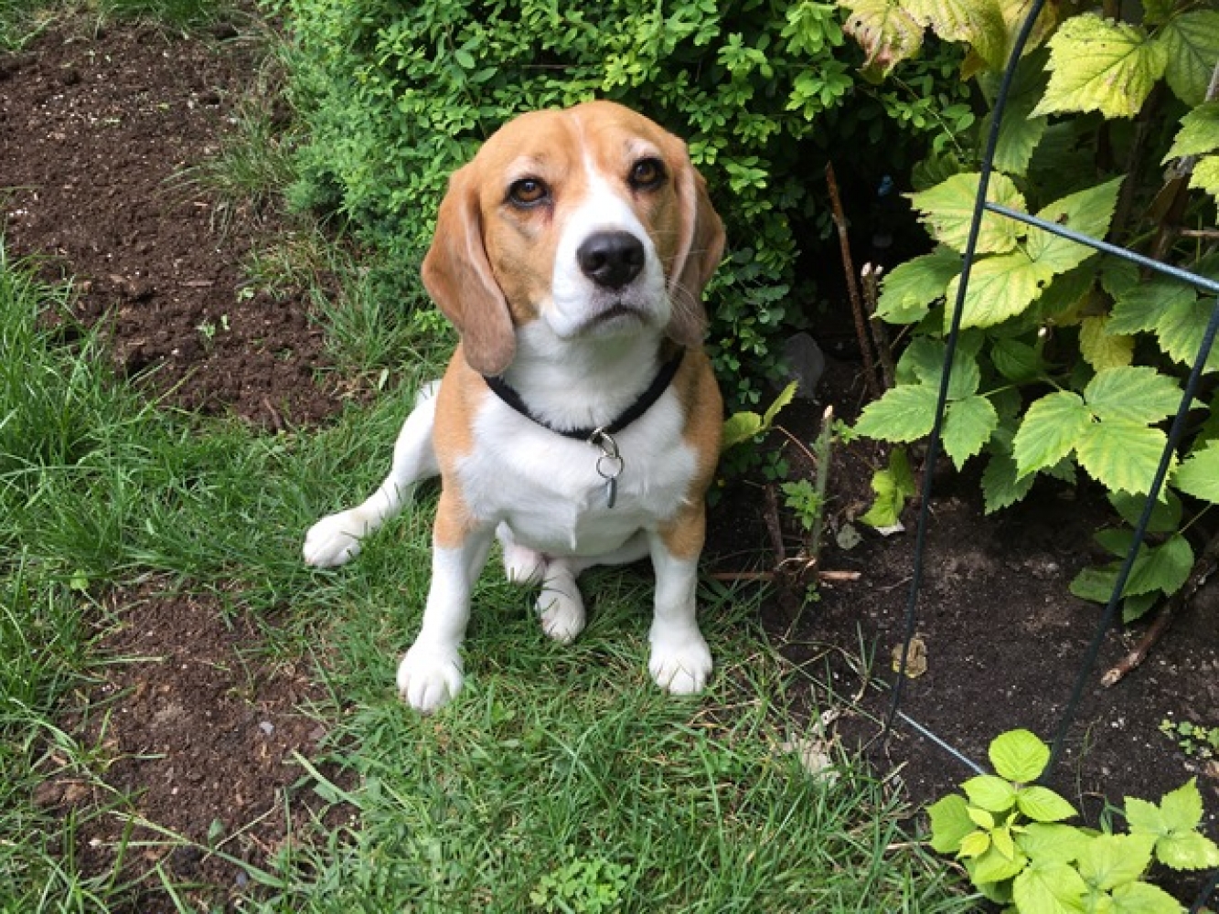 Two Beagles and a Bottle of Bark 5 or Two