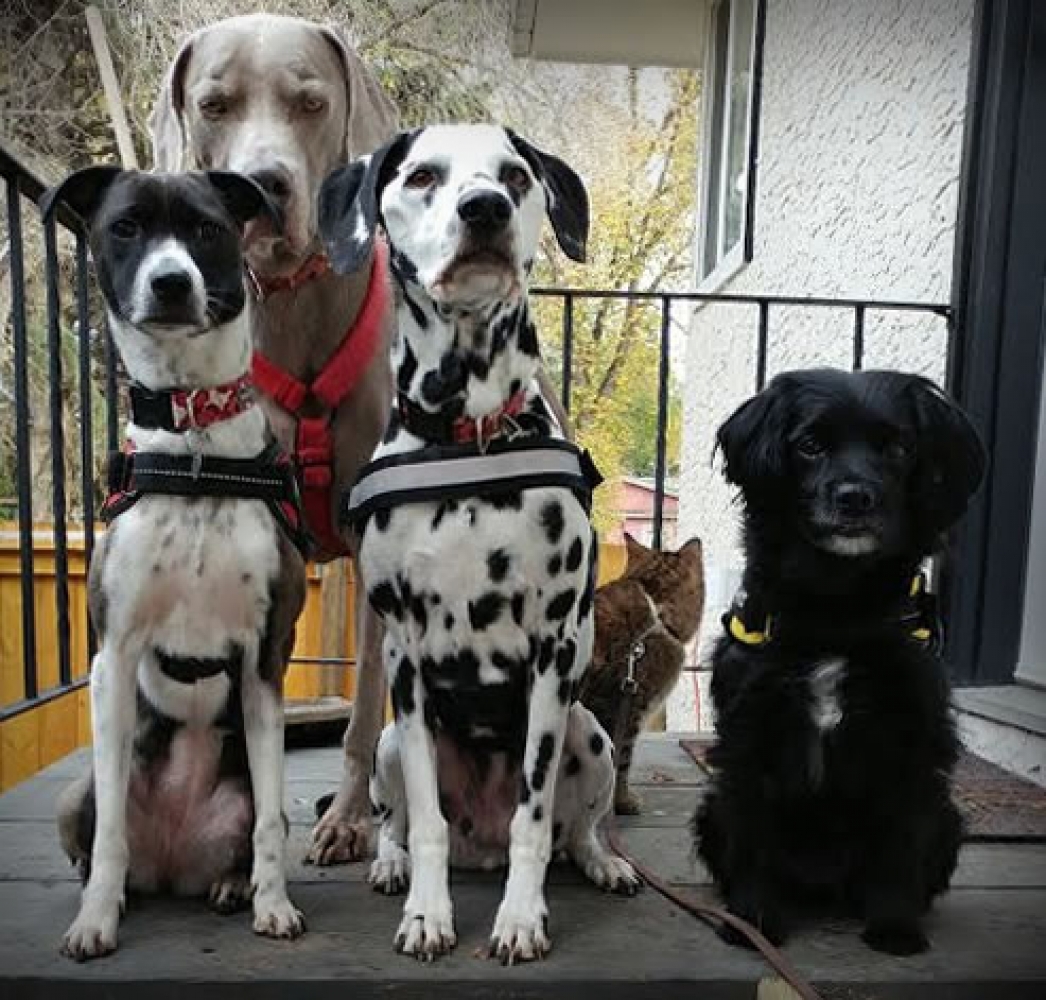 What does the number on the front label of my dental spray mean?