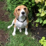 Two Beagles and a Bottle of Bark 5 or Two