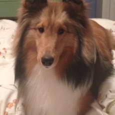 Fraser the Sheltie's Story