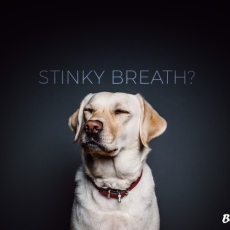 The ROOT Cause of Dog Dental Disease