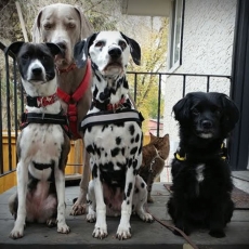 What does the number on the front label of my dental spray mean?