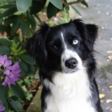 Lorelei the Mini Aussie