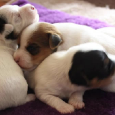 Suzanne - Jack Russell Terrier Breeder