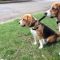 Lisa and the Beagles